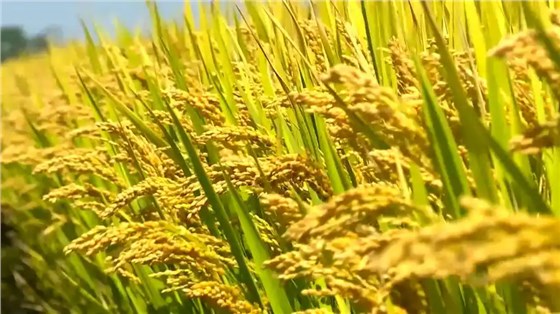 大力士生物質(zhì)燃燒機