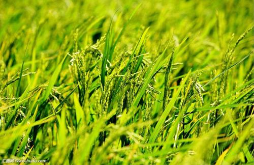 【技術】中國秸稈優(yōu)質化能源開發(fā)利用特征及影響因素（三）