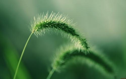 吉林省3個生物質(zhì)熱電聯(lián)產(chǎn)項目核準文件延期的批復（二）