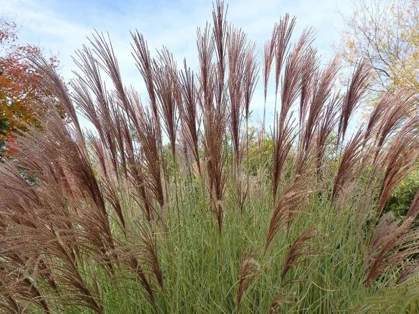 【分析】芒草：這種生物燃料可以幫助我們實現(xiàn)凈零排放